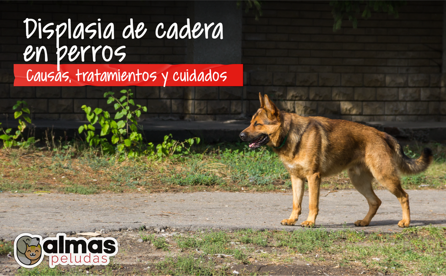 Displasia de cadera en perros - Causas, tratamientos y cuidados.
