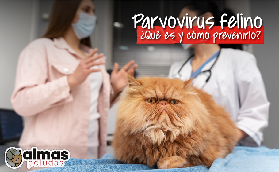 Parvovirus felino: ¿Qué es y cómo prevenirlo?