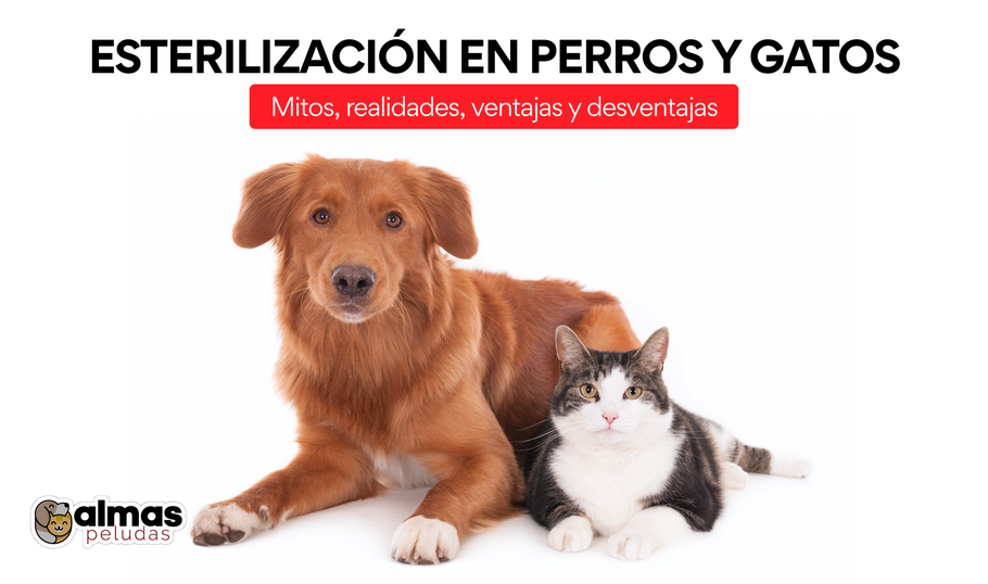 Esterilización en perros y gatos. Mitos, realidades, ventajas y desventajas