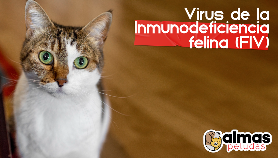 Virus de la Inmunodeficiencia felina (FIV)