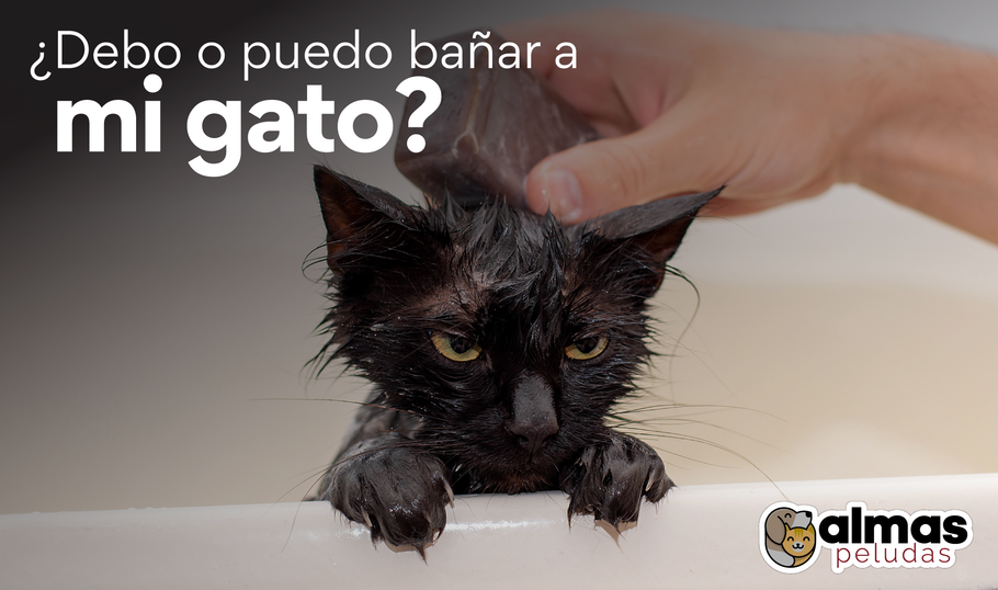 ¿Debo o puedo bañar a mi Gato?