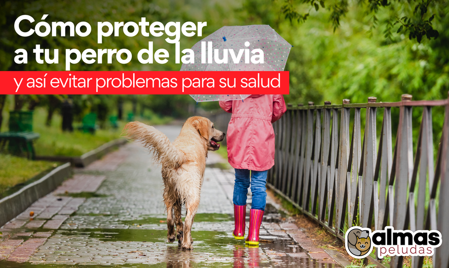 Cómo proteger a tu perro de la lluvia, el frío y así evitar problemas para su salud