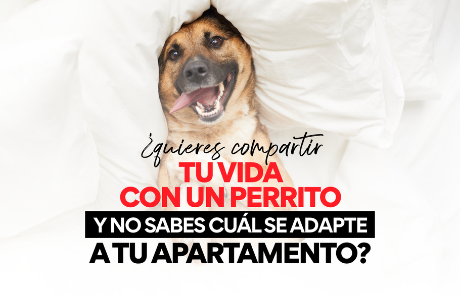 Perros apartamenteros, razas aptas para vivir en un apartamento y sus necesidades particulares
